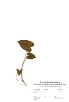 藏品(裏紫細辛)的圖片